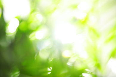 Abstract nature green background with sun rays, bokeh effect