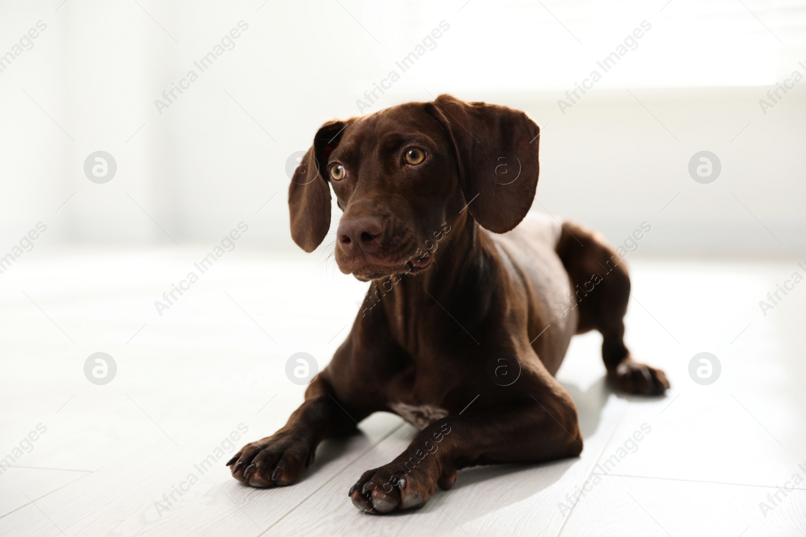 Photo of Beautiful brown German Shorthaired Pointer on floor indoors