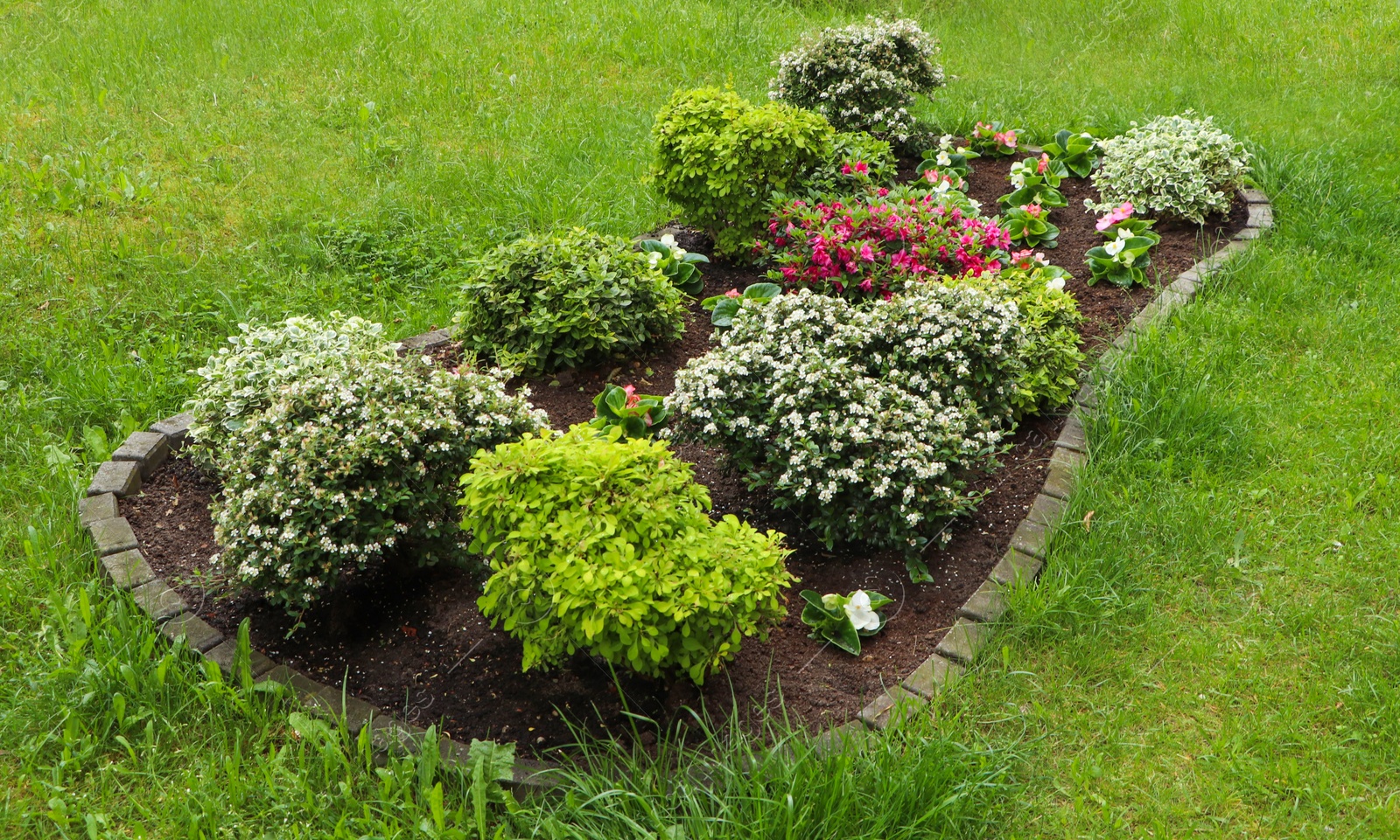 Photo of Beautiful flowerbed with different plants outdoors. Gardening and landscaping