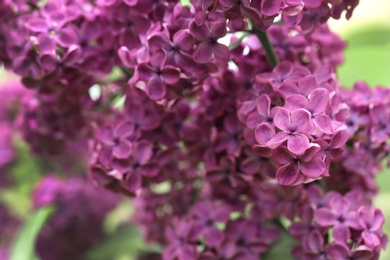 Beautiful blossoming lilac flowers on blurred background, closeup. Space for text