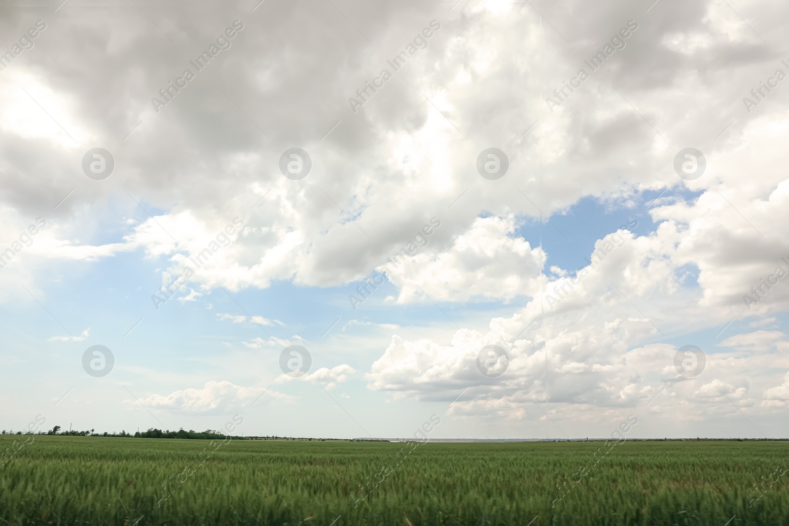 Photo of Agricultural field with ripening cereal crop under cloudy sky