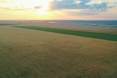Photo of Aerial view of yellow mowed field outdoors. Agricultural industry