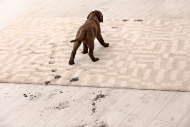 Photo of Cute dog leaving muddy paw prints on carpet