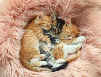 Photo of Cute little kittens sleeping on pink furry blanket, top view