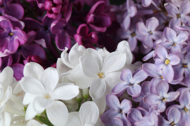 Photo of Different beautiful lilac flowers as background, closeup