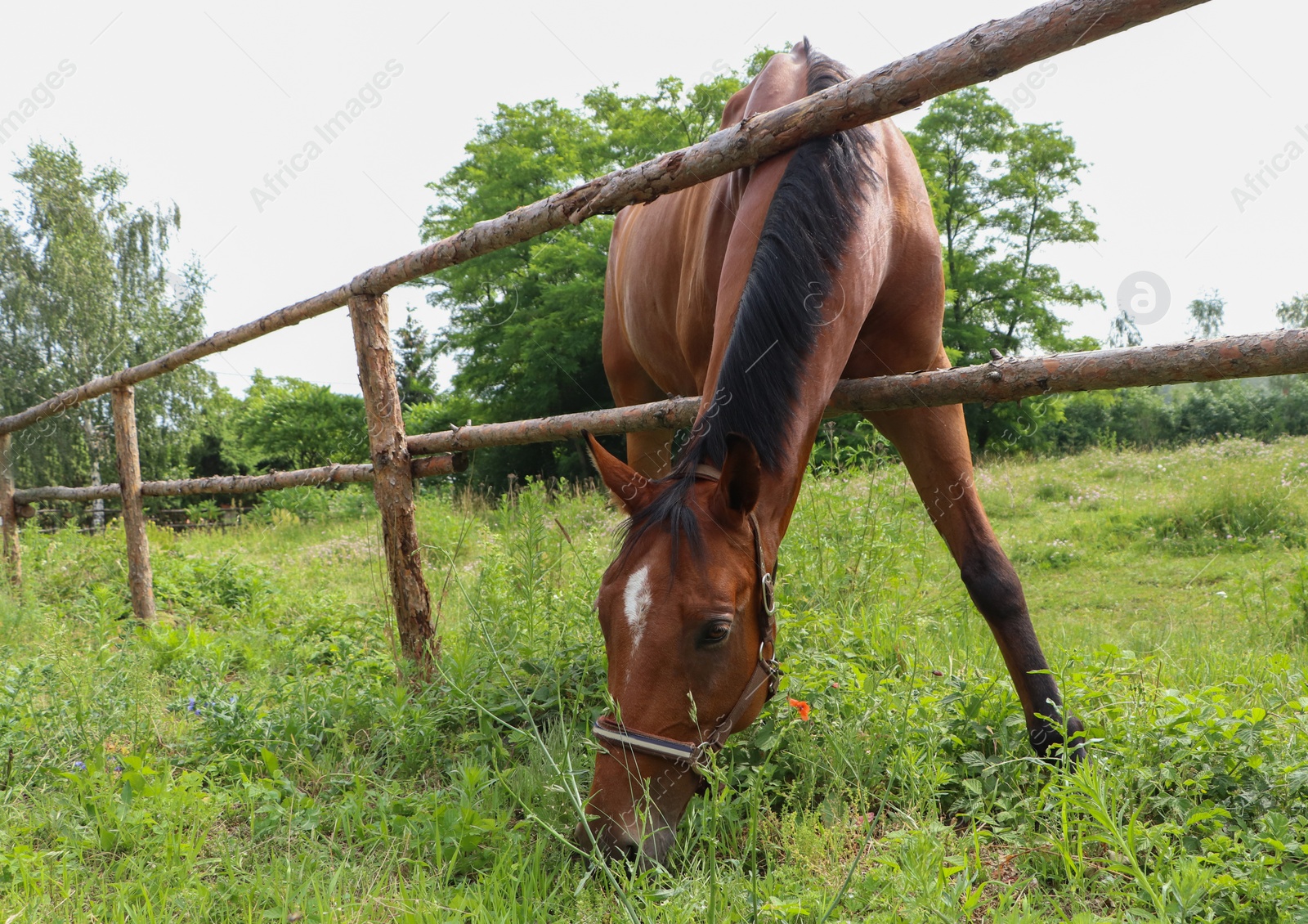 Photo of Beautiful horse grazing on green grass in paddock outdoors