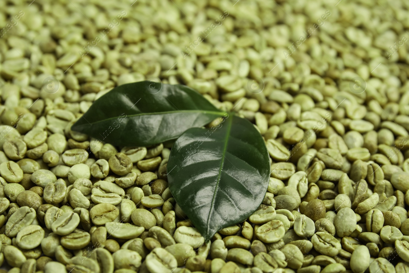 Photo of Lush leaves on pile of green coffee beans