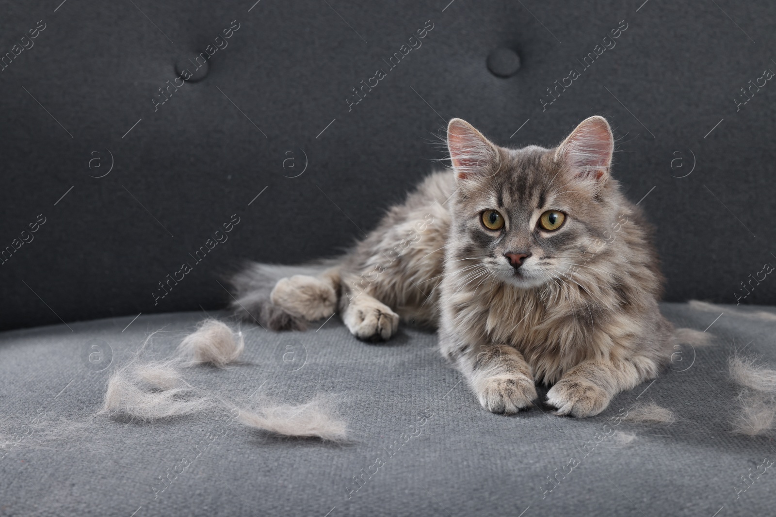 Photo of Cute cat and pet hair on grey sofa