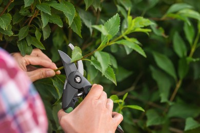 Photo of Woman pruning bush with secateurs outdoors, closeup