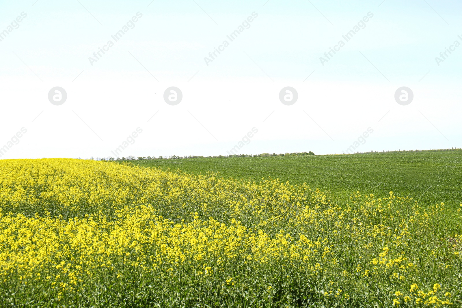 Photo of Beautiful view of blooming rapeseed field on sunny day