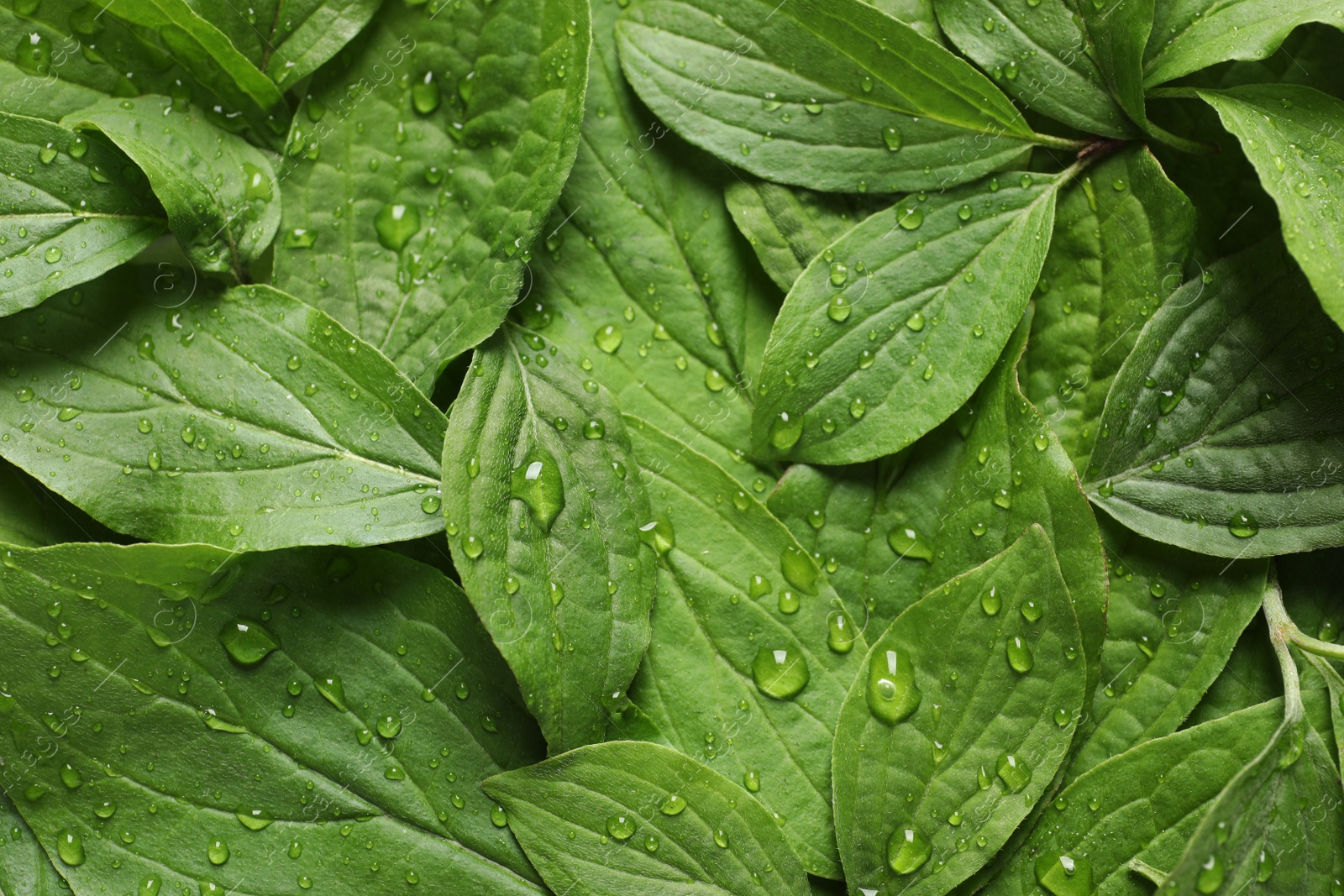 Photo of Green leaves with dew as background, top view