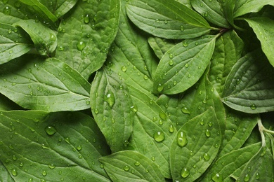 Photo of Green leaves with dew as background, top view