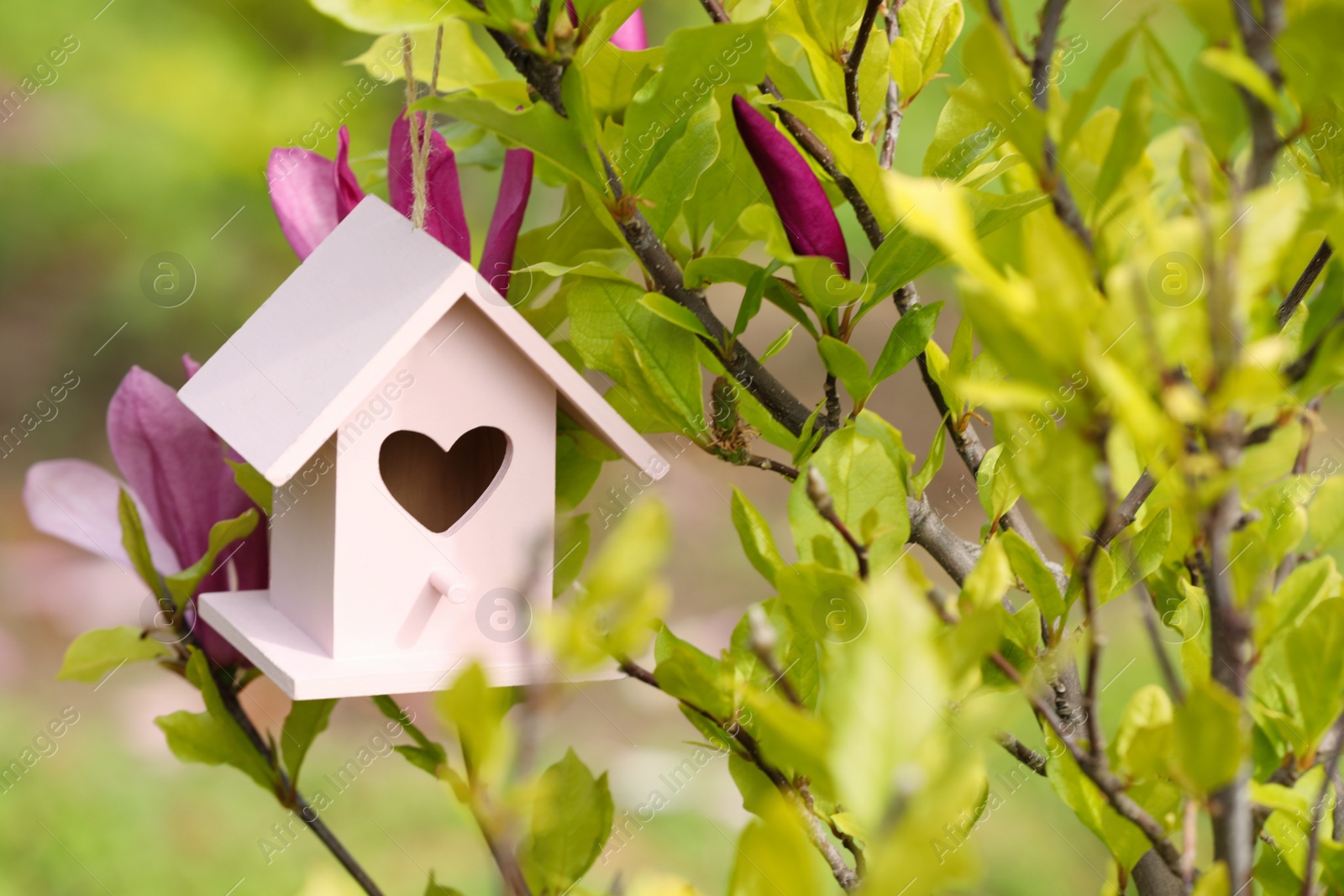 Photo of Pink bird house on blooming magnolia tree outdoors. Space for text
