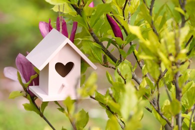 Pink bird house on blooming magnolia tree outdoors. Space for text