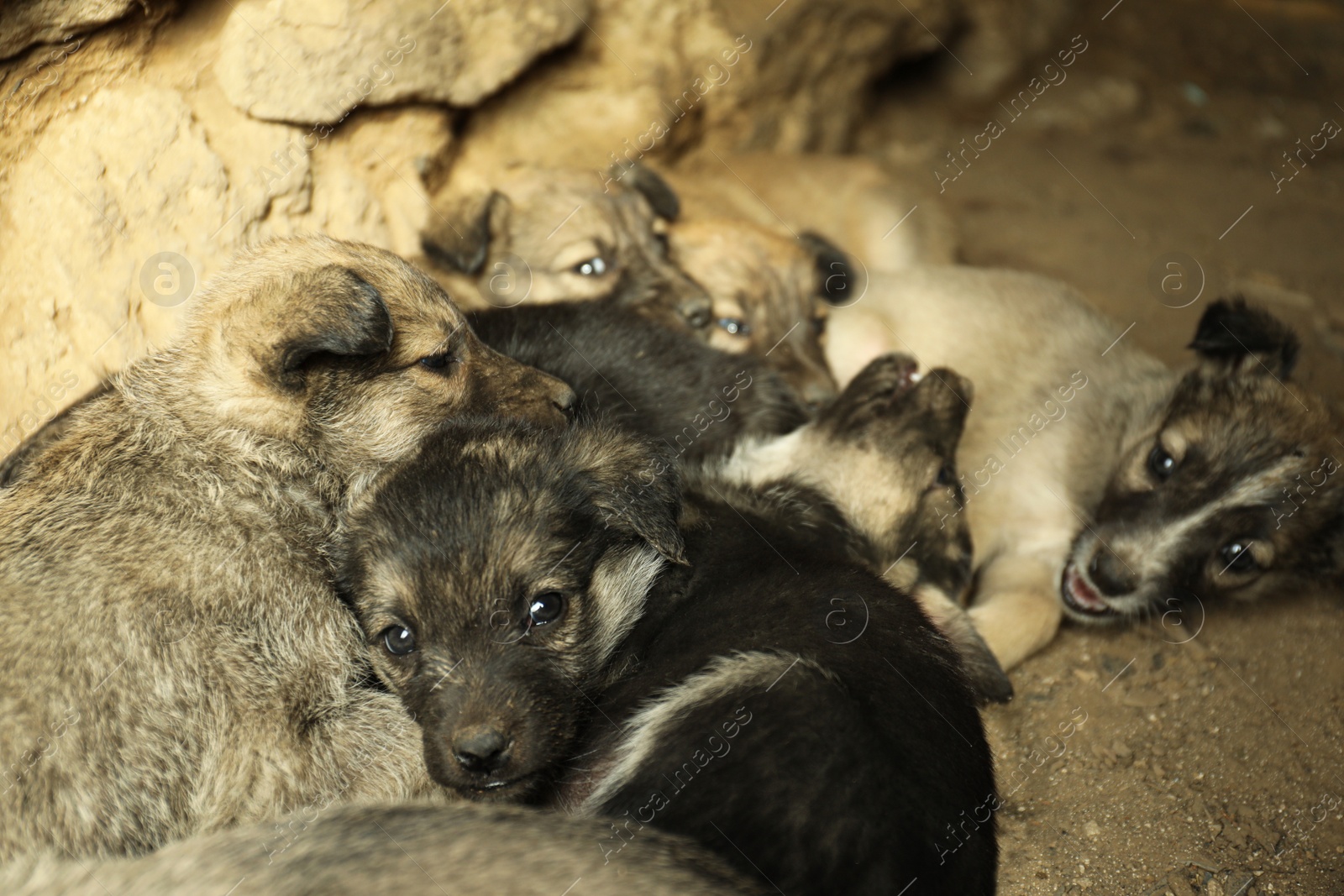 Photo of Homeless puppies in abandoned house. Stray baby animals