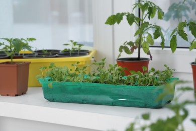 Seedlings growing in plastic container with soil on windowsill