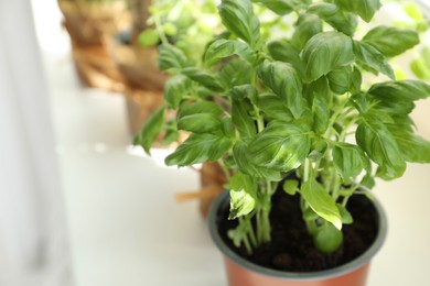 Photo of Fresh potted basil and other herbs on windowsill indoors. closeup. Space for text