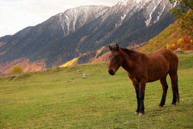 Photo of Brown horse in mountains on sunny day. Beautiful pet