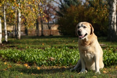 Yellow Labrador sitting in park on sunny day