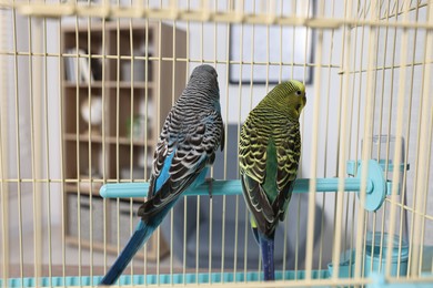 Photo of Beautiful bright parrots in cage indoors. Exotic pets