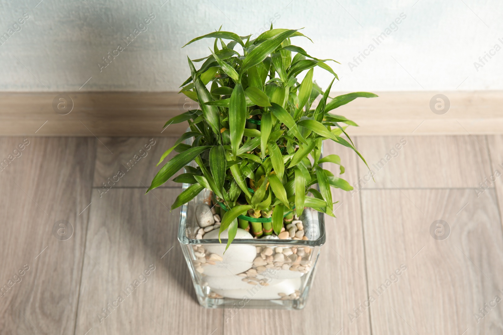 Photo of Green bamboo in transparent vase on floor