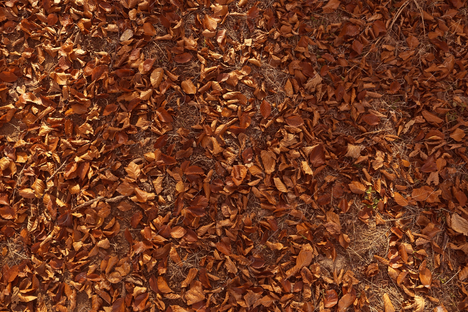 Photo of Fallen autumn leaves on ground, top view