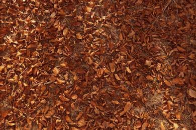 Fallen autumn leaves on ground, top view