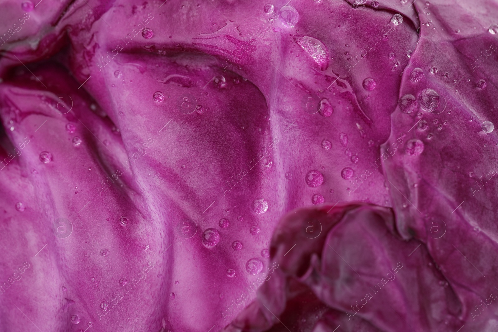 Photo of Ripe red cabbage as background, closeup view
