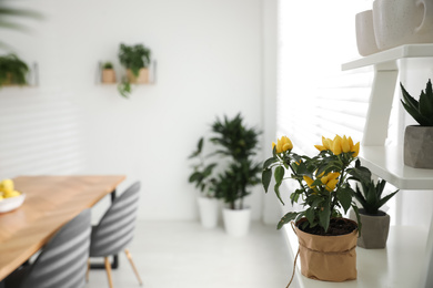 Photo of Beautiful potted plant on white shelf in light room. Home decoration