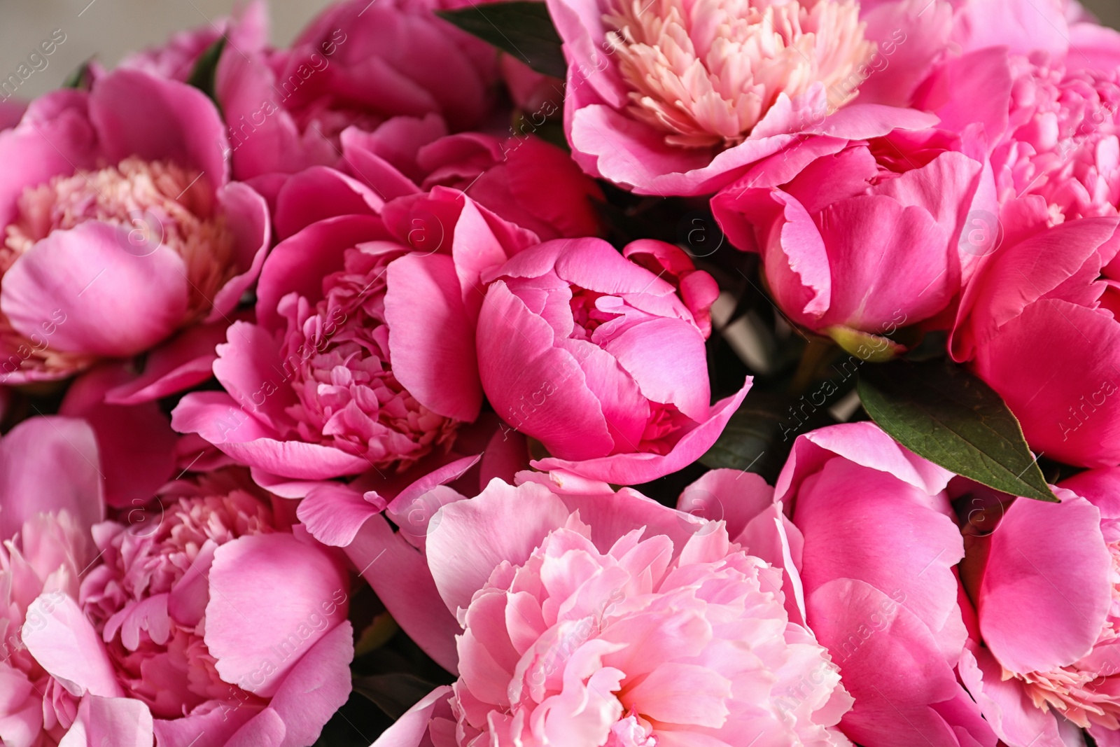 Photo of Fragrant peonies as background, closeup view. Beautiful spring flowers