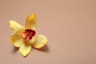 Photo of Beautiful tropical orchid flower on color background. Space for text