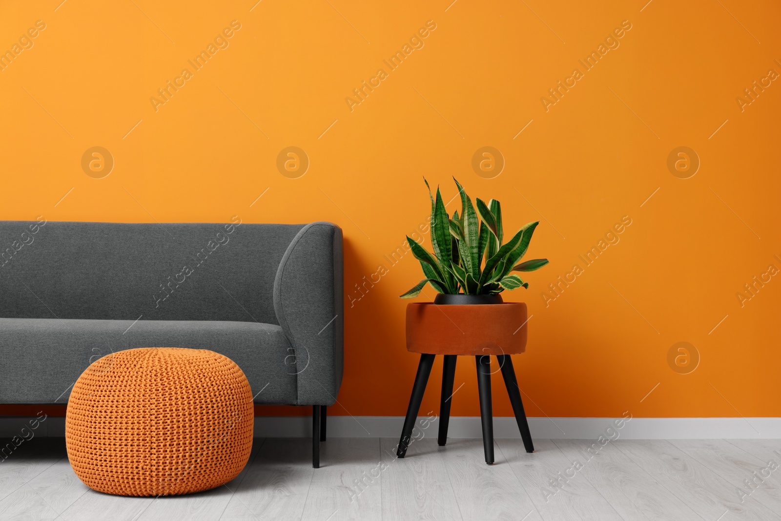 Photo of Stylish sofa and potted plant near orange wall, space for text. Interior design