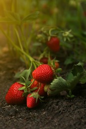 Photo of Strawberry plant with ripening berries growing in garden