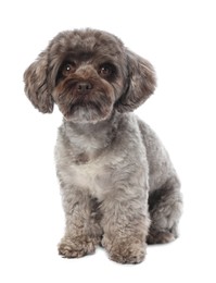 Photo of Cute Maltipoo dog on white background. Lovely pet