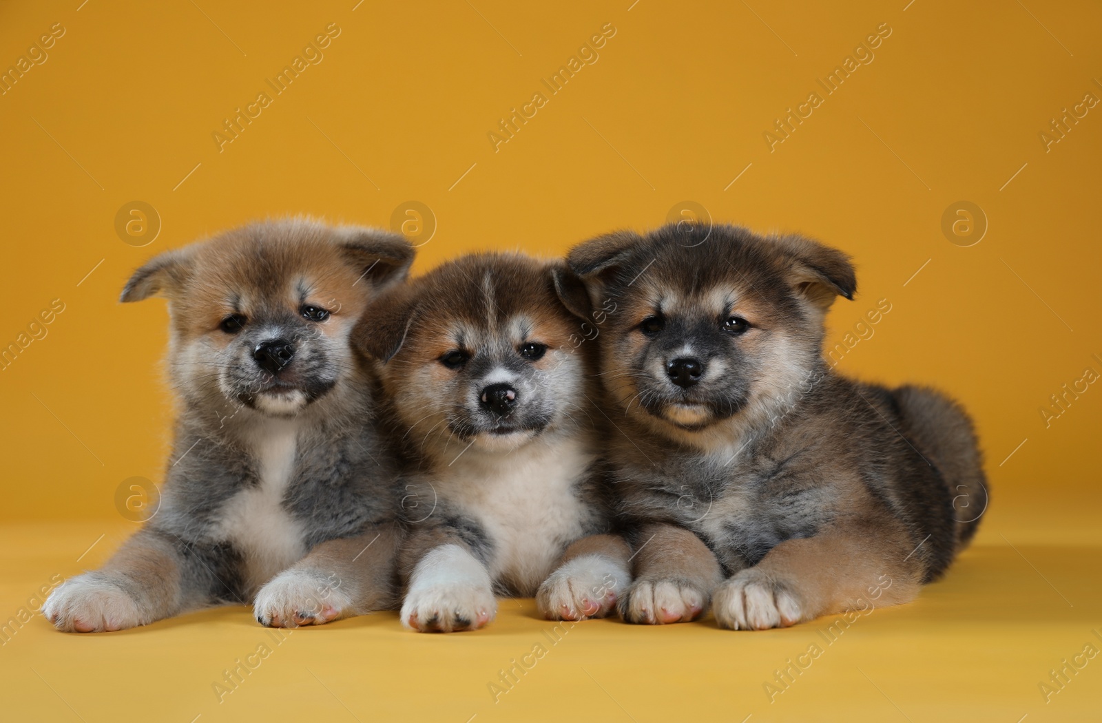 Photo of Adorable Akita Inu puppies on yellow background