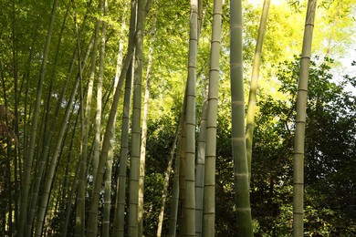 Photo of Beautiful green bamboo plants growing in forest
