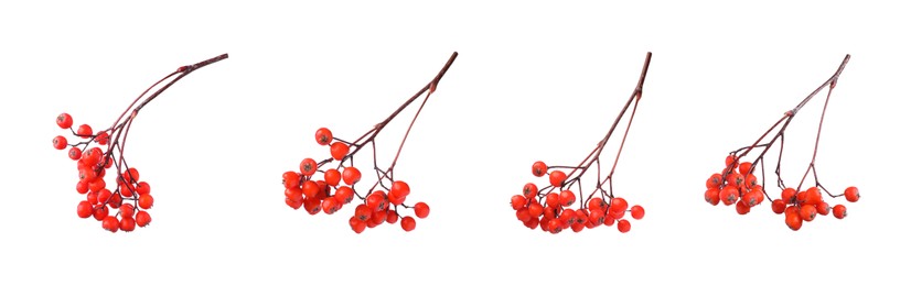 Image of Set with ripe rowan berries on white background. Banner design