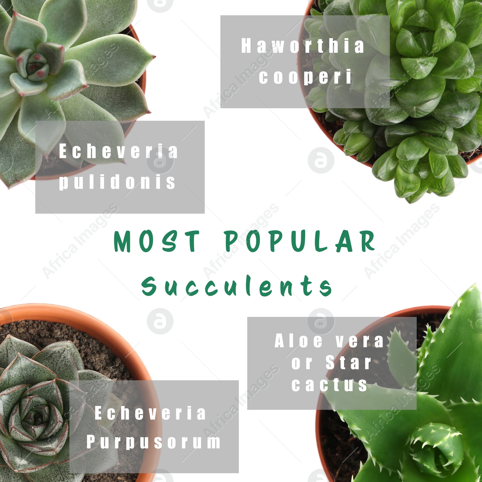 Image of Most popular succulent varieties. Houseplants and names on white background, top view