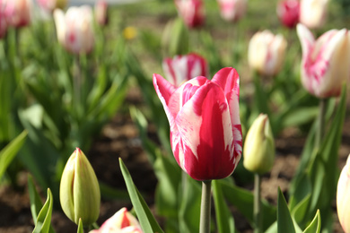 Beautiful blooming tulip outdoors on sunny day