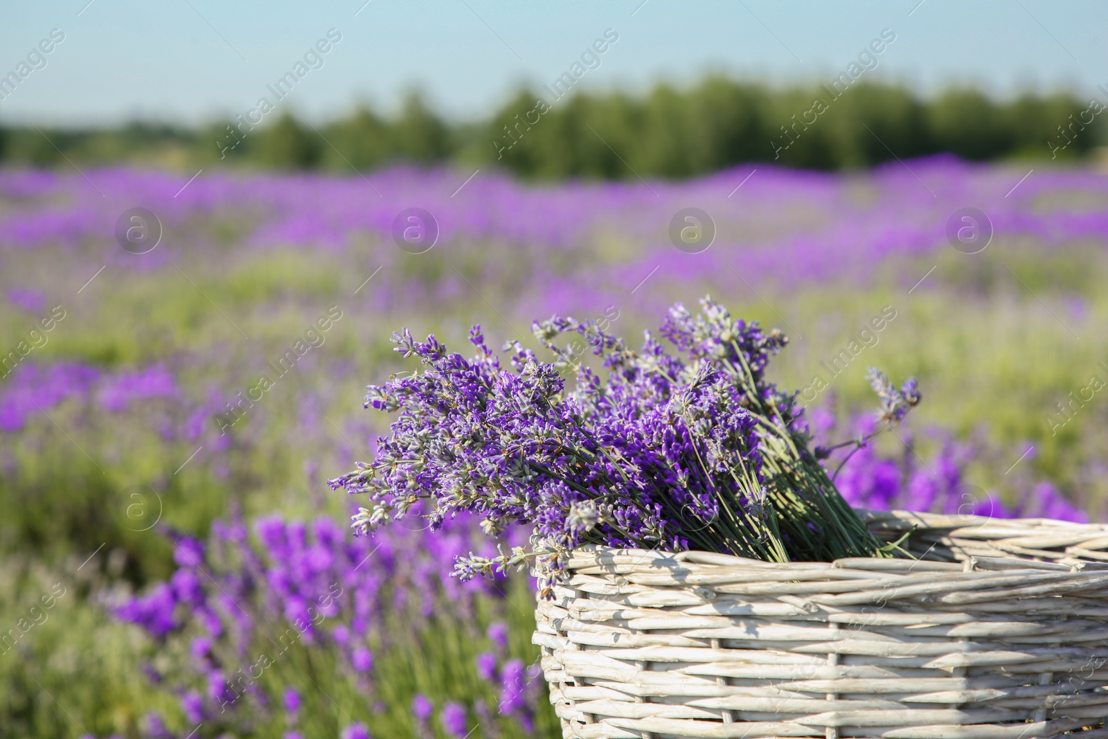 Photo of Wicker bag with beautiful lavender flowers in field, space for text