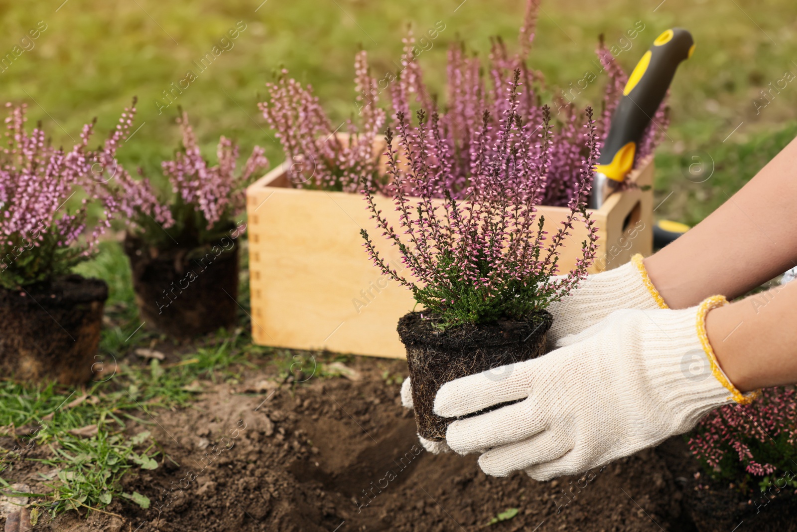 Photo of Woman planting flowering heather shrub outdoors, closeup