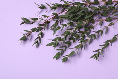Photo of Eucalyptus branches with fresh leaves on violet background, flat lay