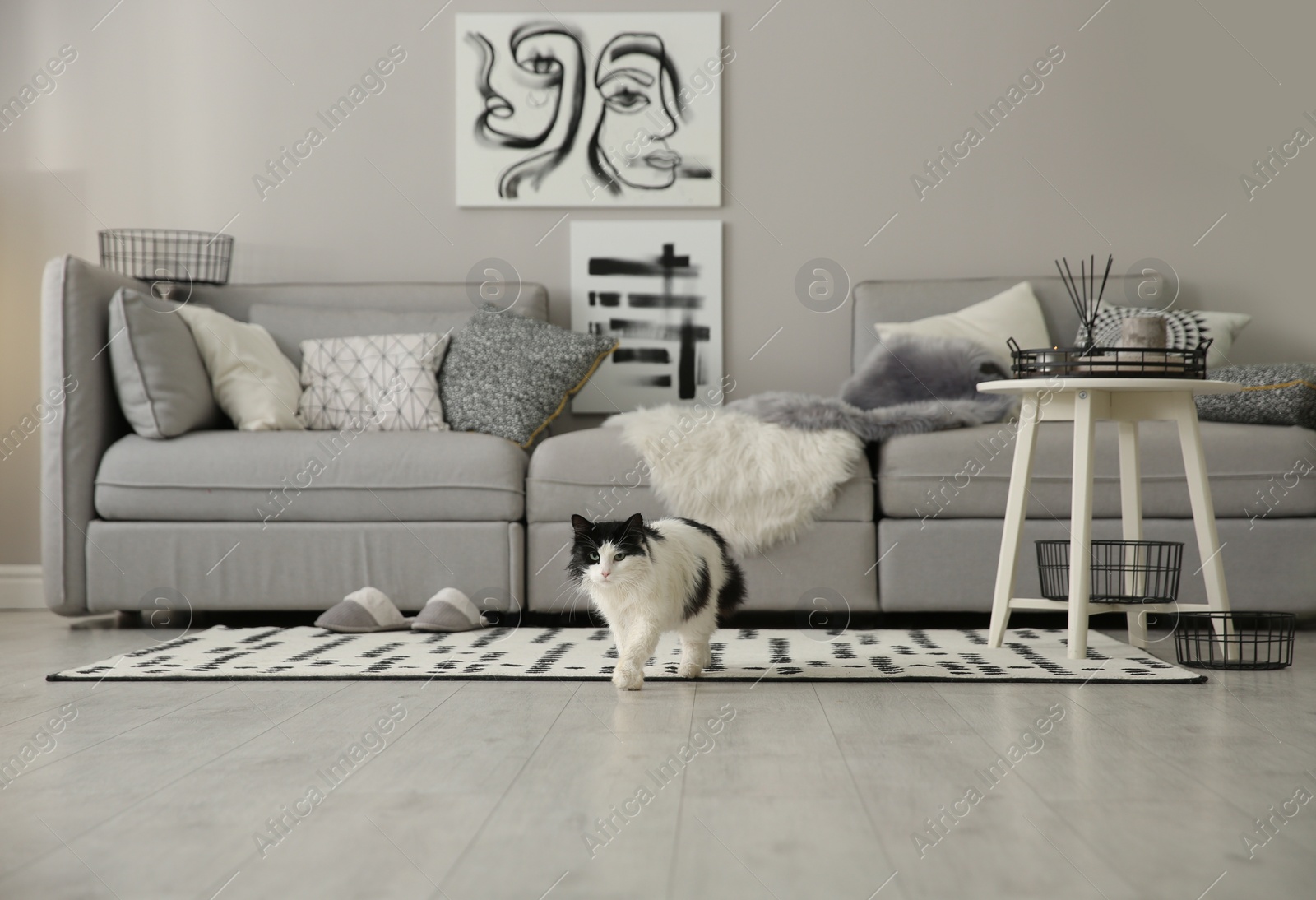 Photo of Cat near big grey sofa in living room. Interior design