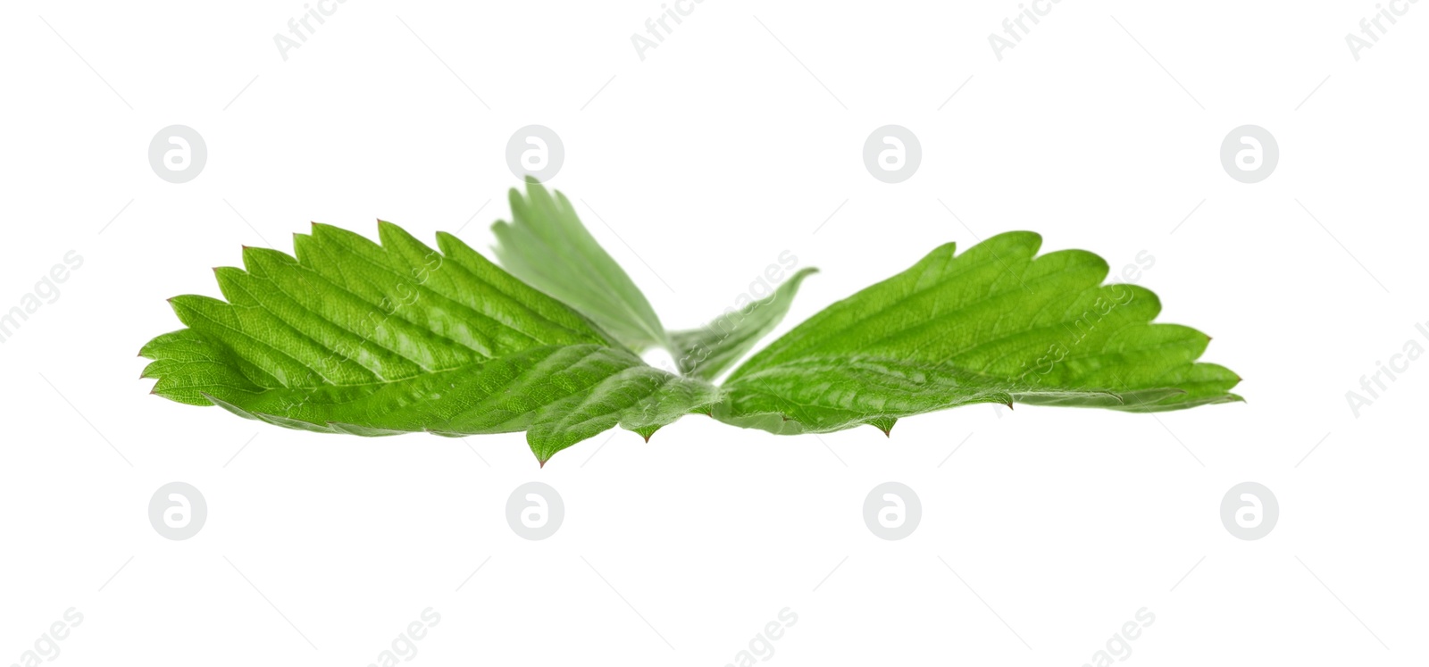 Photo of Green wild strawberry leaf isolated on white