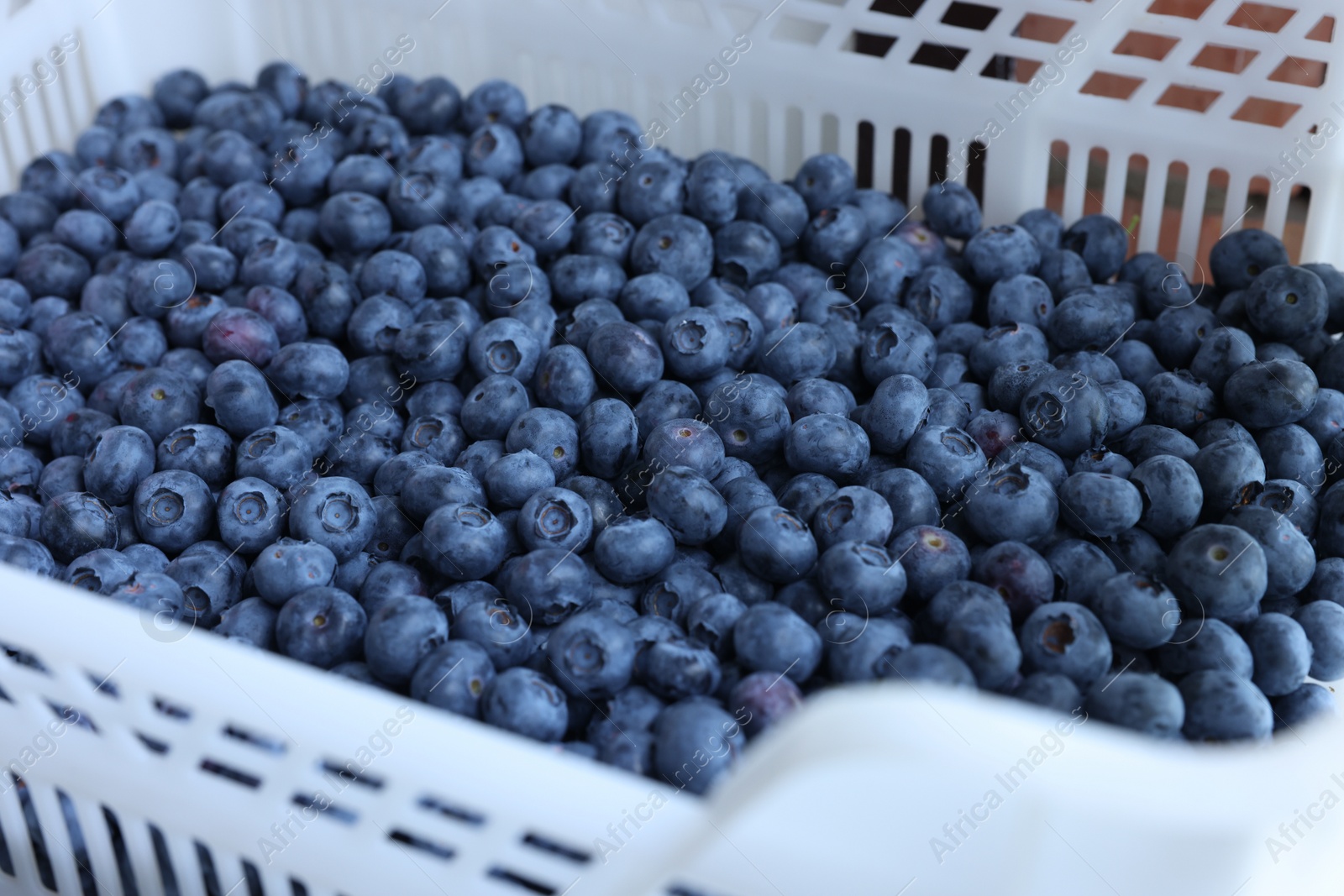 Photo of Box of fresh blueberries, closeup. Seasonal berries