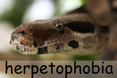 Image of Brown boa constrictor outdoors, closeup. Herpetophobia concept