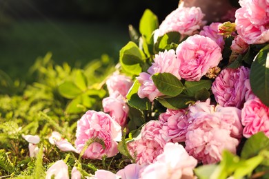 Photo of Beautiful tea roses on green grass in garden, closeup