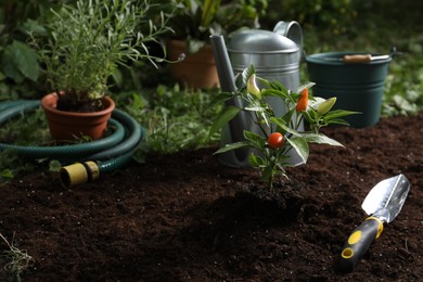 Photo of Green pepper plant with fruits and gardening tools on soil outdoors, space for text