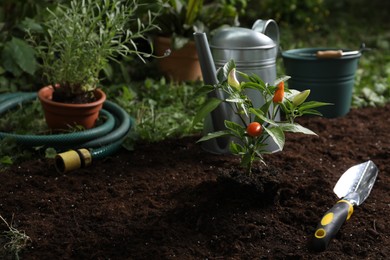 Green pepper plant with fruits and gardening tools on soil outdoors, space for text