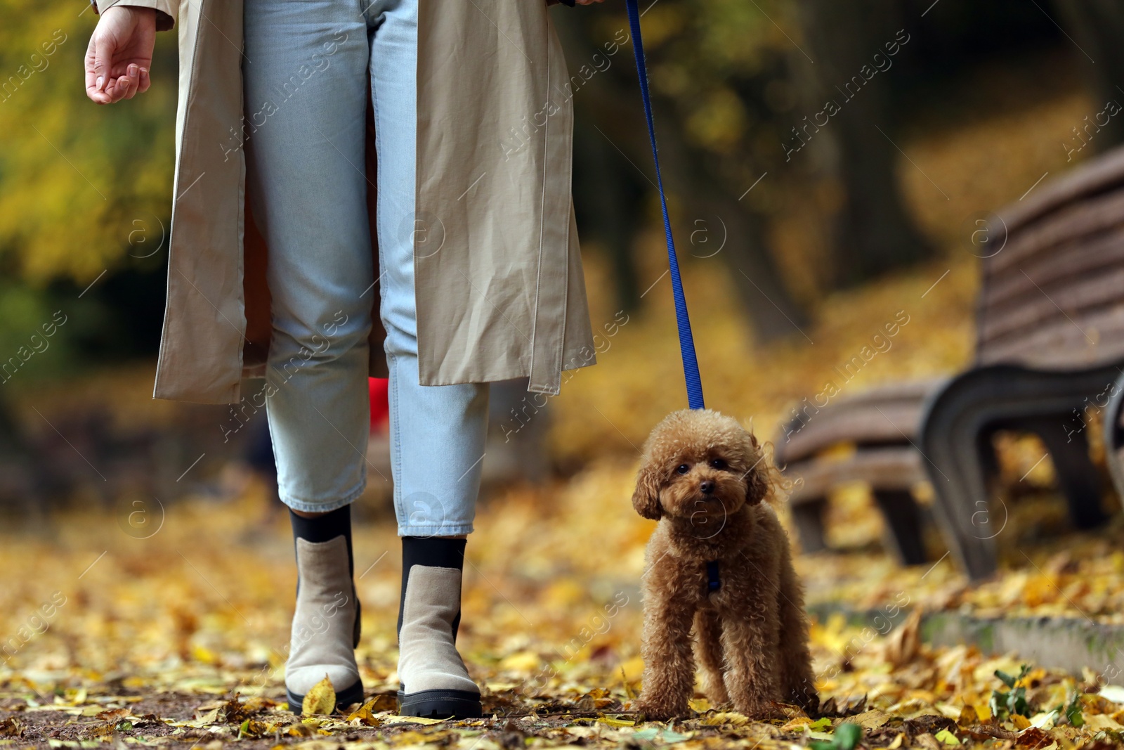 Photo of Woman with cute Maltipoo dog on leash walking in autumn park, closeup